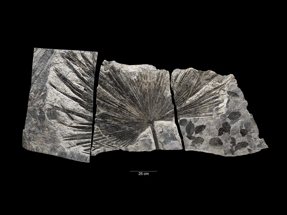 Fossil Palm Leaf