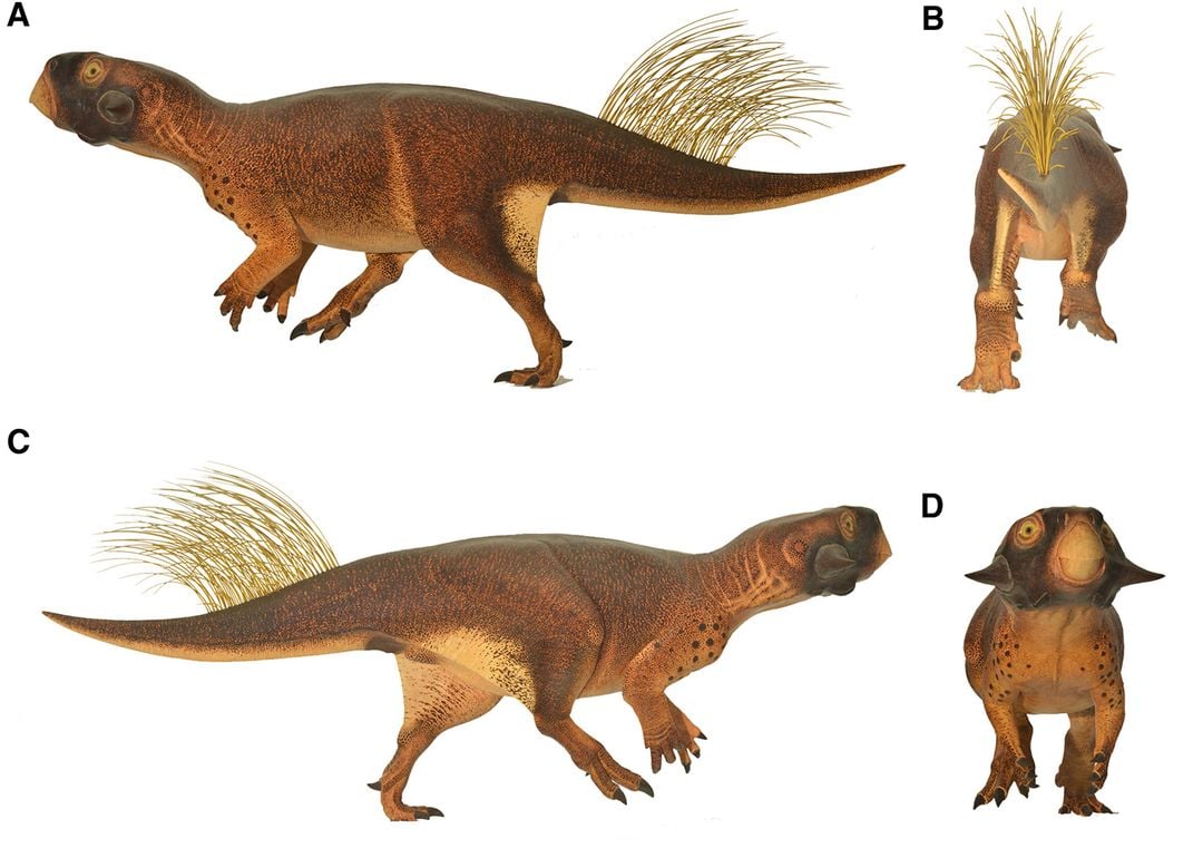 Psittacosaurus
